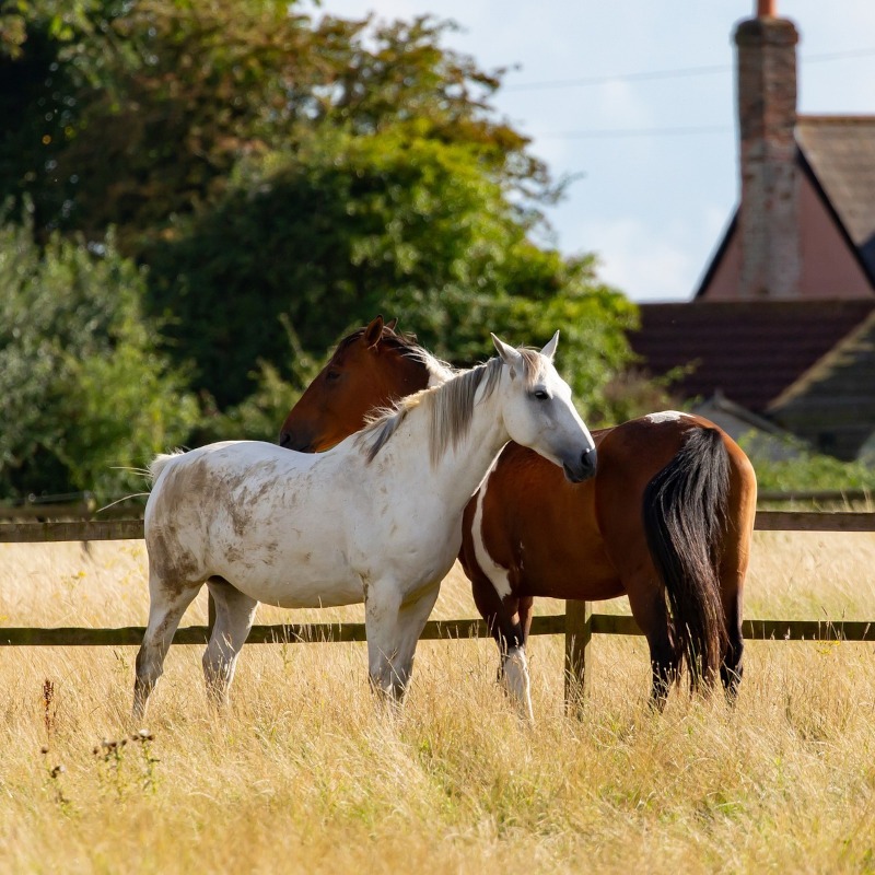 equitation presqu ile quiberon
